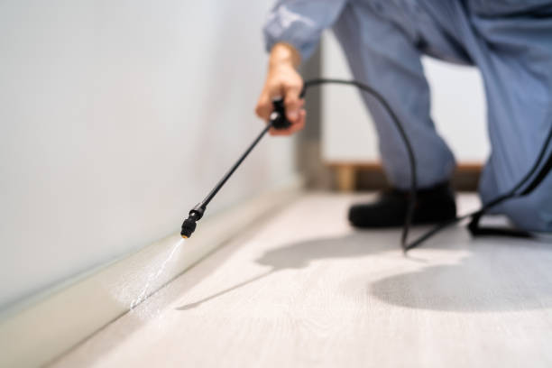 Certified termite inspector examining foundation in Avoca